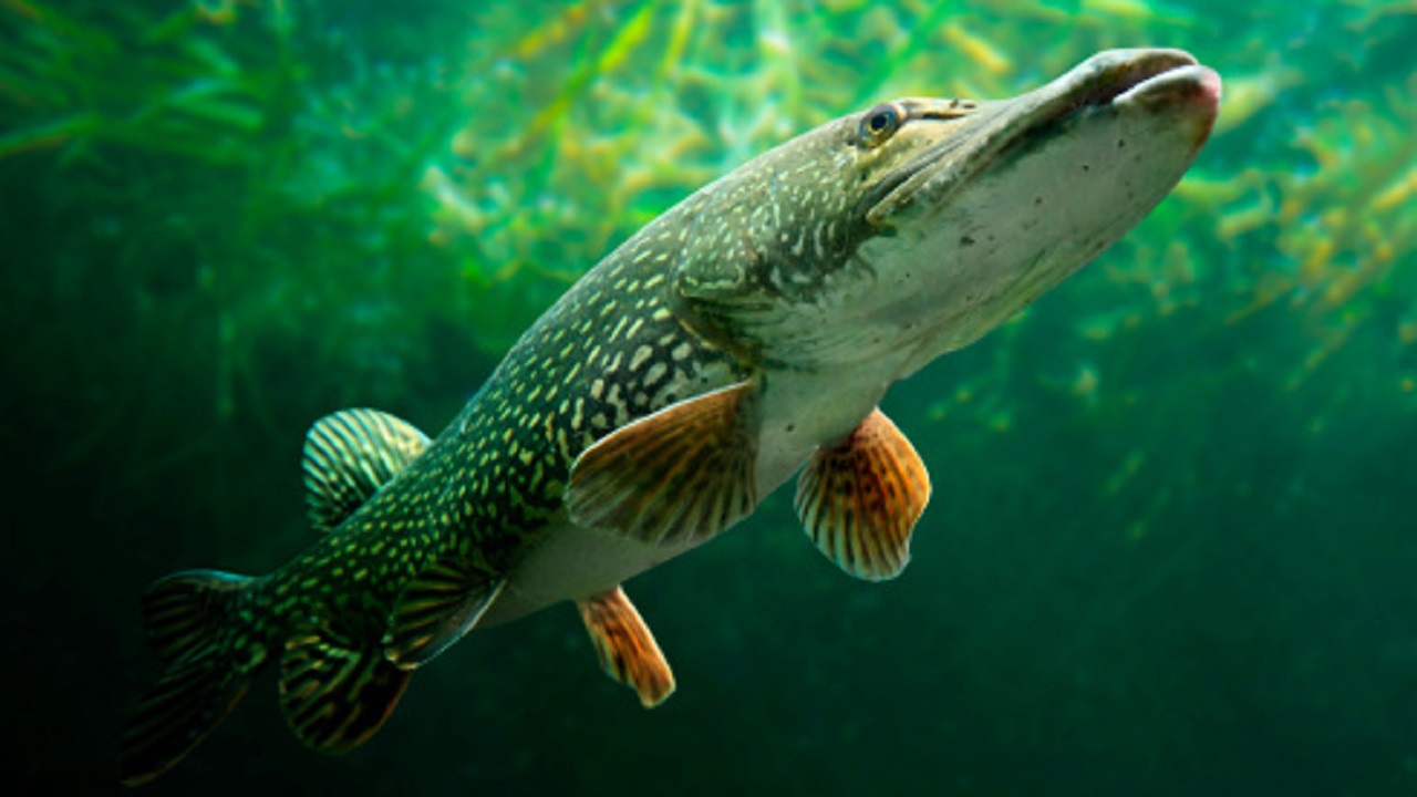 Northern pike limits changing in Minn.